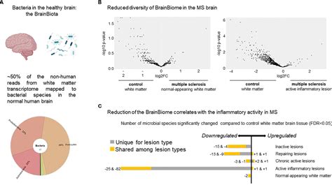 Frontiers Hypothesis Of A Potential Brainbiota And Its Relation To