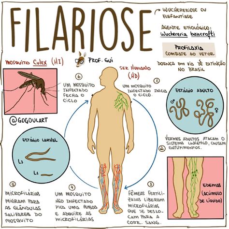 Mapa Mental 07 Filariose Biologia