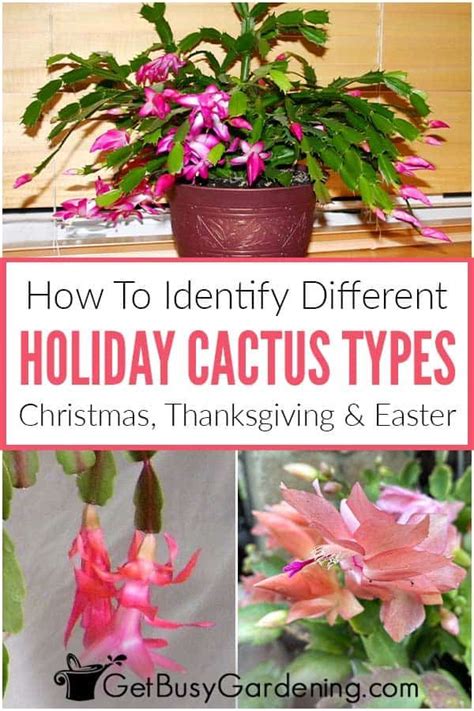 Christmas Cactus Vs Thanksgiving Cactus Vs Easter Cactus Whats The