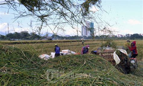 Petani Padi Melakukan Perontokan Gabah Melalui Proses Mekamis Foto 2