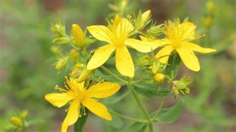 Cultivo de hierba de San Juan Hypericum perforatum Agromática