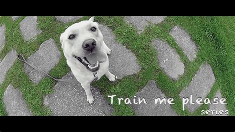 Train Me Please Trailer Youtube