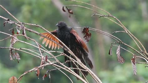 Philippine Coucal Centropus Viridis In Stock Footage Video 100