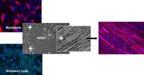 Cells Free Full Text Schwann Cells Promote Myogenic Differentiation