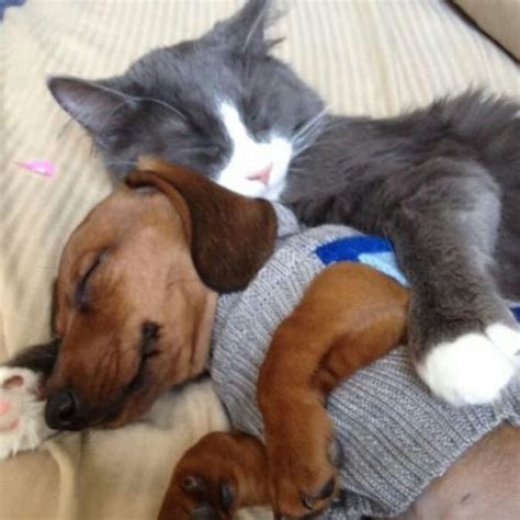 30 Adorable Animals Who Just Want To Snuggle Snuggle Dog Cat Dog