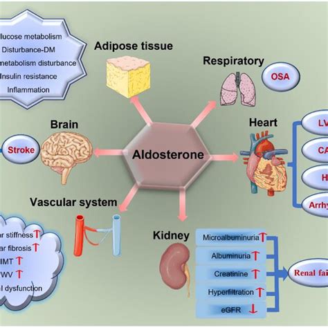 Aldosterone and TOD. Aldosterone has a toxic effect on target organs ...