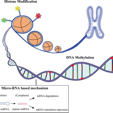 (PDF) The emerging role of epigenetics in cardiovascular disease