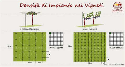 La densità di impianto nei vigneti Quattrocalici