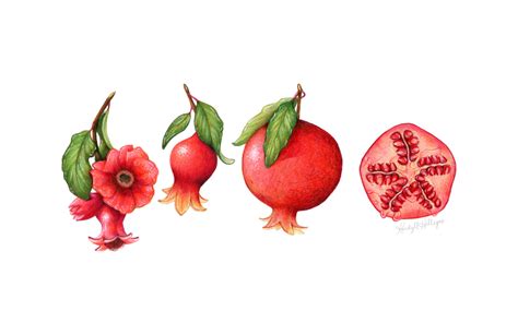 Kendyll Hillegas — Pomegranate Growth Stages, 2015 | 11x14,...