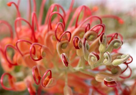 Free Images Nature Blossom Leaf Flower Petal Bloom Red Botany