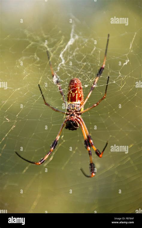 Banana spider hi-res stock photography and images - Alamy