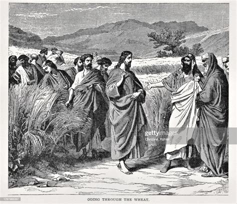 Jesus With Disciples Parable Of Wheat And Tares High Res Vector Graphic