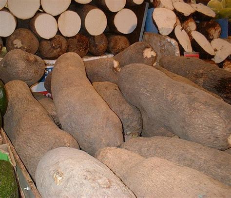 Yam Vs Cassava What S The Difference Main Difference