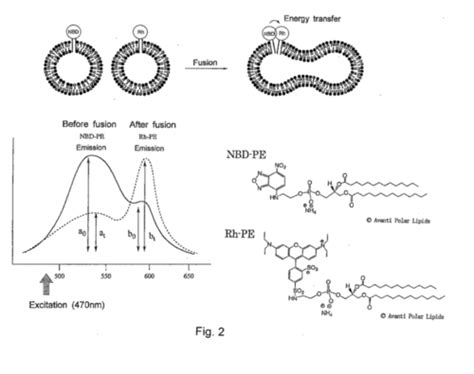 Chapitre 4 2 Fusion membranaire Détection expérimentale du membranes