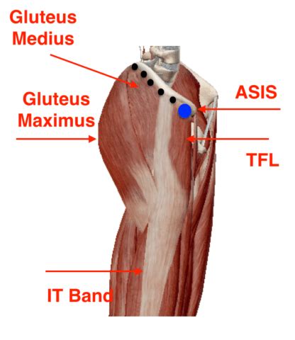 muscle of hand anatomy