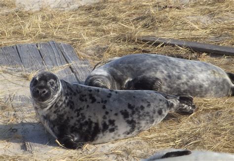 Gray Seal Noaa Fisheries