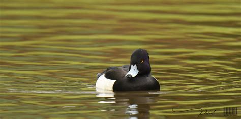 Fuligule Morillon Tufted Duck Aythya Fuligula Photo Pr Flickr