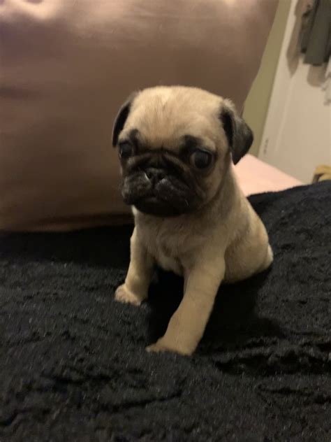 Pug Puppies For Sale Westbury Ny 338335 Petzlover