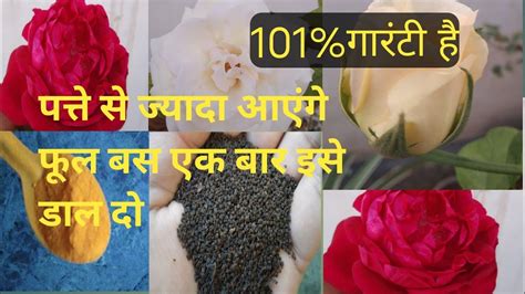 Best Fertilizer For Rose Plantbest Homemade Natural Fertilizer For