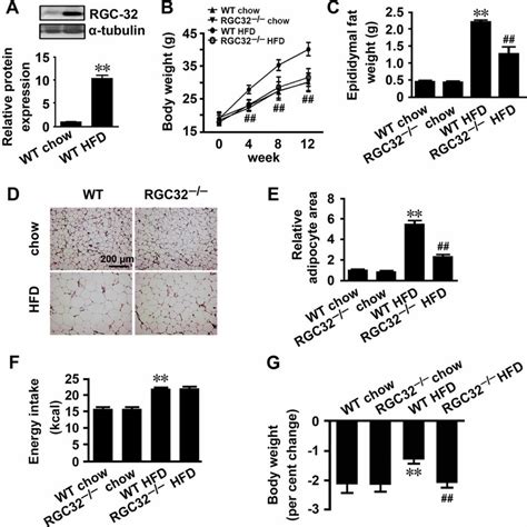 Rgc 32 Deficiency Prevented Hfd Induced Obesity A Rgc 32 Expression