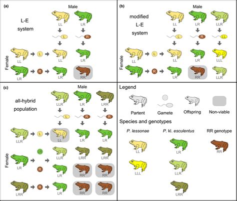 Breeding systems of water frogs that might occur in Luxembourg. (a) L‐E... | Download Scientific ...