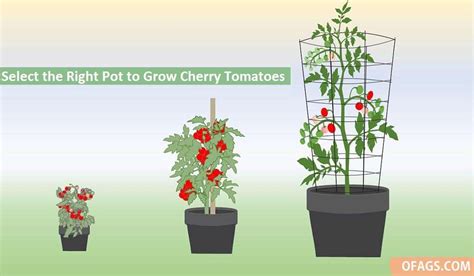 Growing Cherry Tomatoes In Pots Pruning At Jenny Abate Blog
