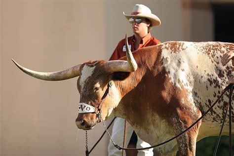 Banco De Imagens Chifre Touro Vaqueiro Tradi O Mascote