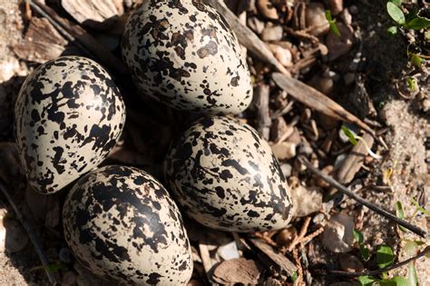 Killdeer eggs found on a sandbar | Eggs, Killdeer, Style