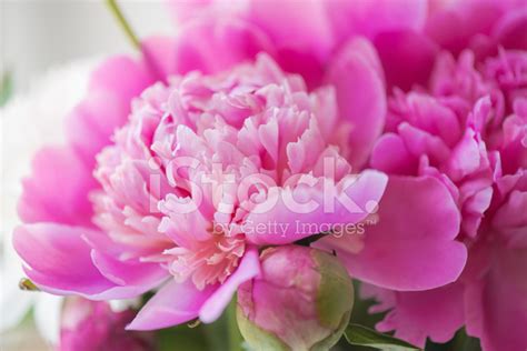 Bouquet Of Peonies Stock Photo | Royalty-Free | FreeImages