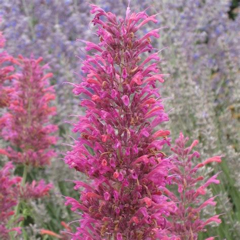 Desert Sunrise Hybrid Hummingbird Mint, Agastache Desert Sunrise | High Country Gardens