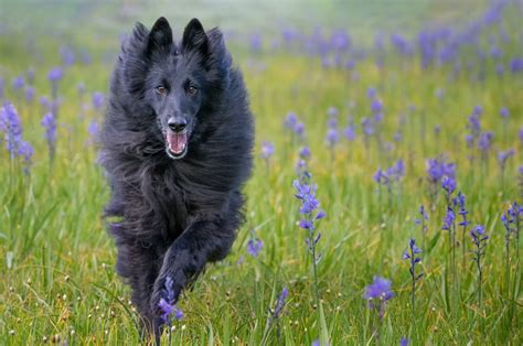 Black Samoyed: More Rare Than A Black Yeti?