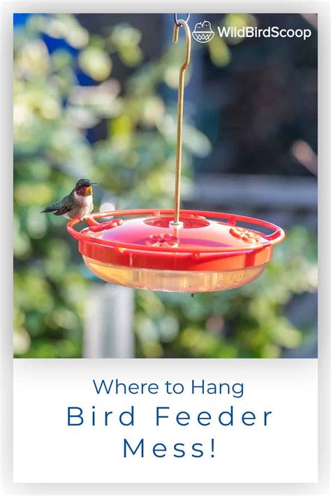 Where To Hang Hummingbird Feeder The Ultimate Guide