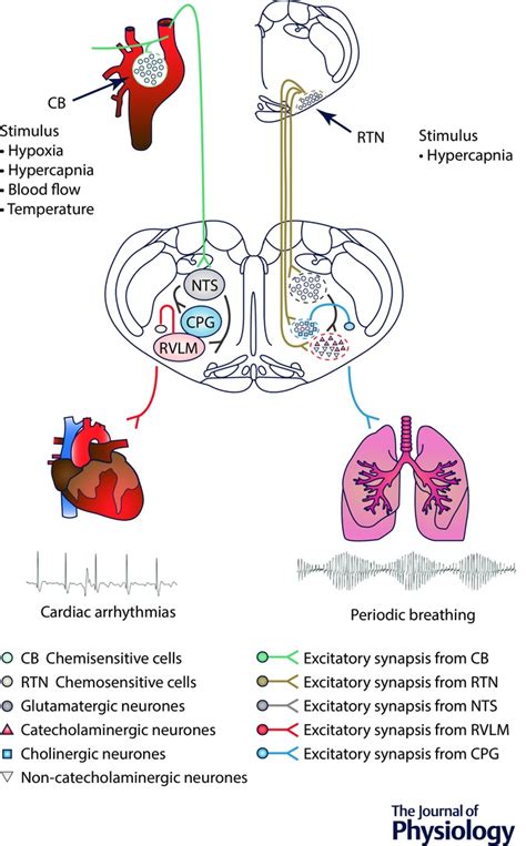 Peripheral Chemoreceptors