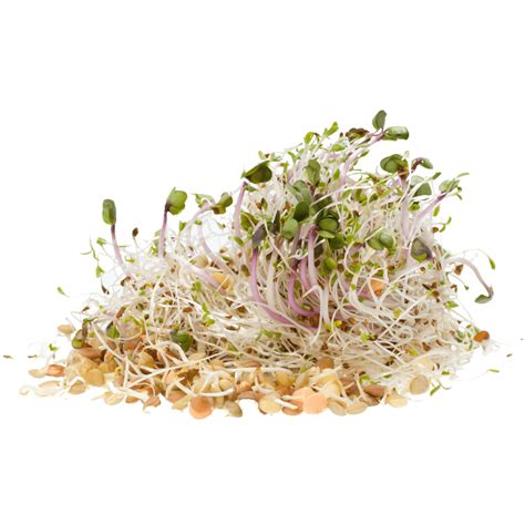 Alfalfa Organic Sprouting Seeds Weston Seeds Ritchie Feed And Seed Inc