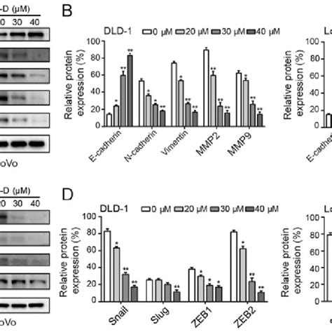 Inhibition Of Emt Associated Proteins By Cvb D A And B The