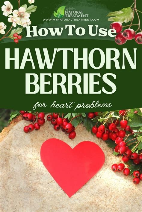 Want To Learn How To Use Hawthorn Berries For Heart Problems Continue