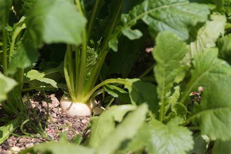 When And How To Harvest Turnips Gardeners Path