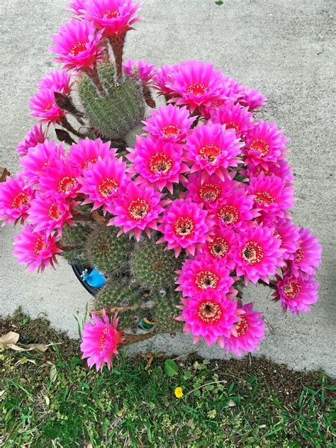 Grow an Easter Cactus for Festive Springtime Flowers - Birds and Blooms