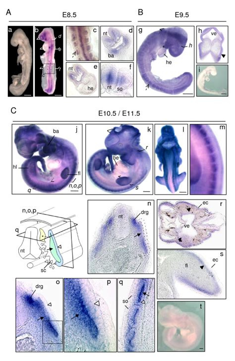 Sepn Whole Mount In Situ Hybridization Between E And E A E