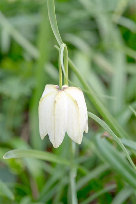 How To Grow And Care For Fritillaria Florissa