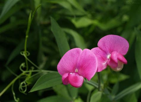 April Birth Flower - Birth Flowers By Month