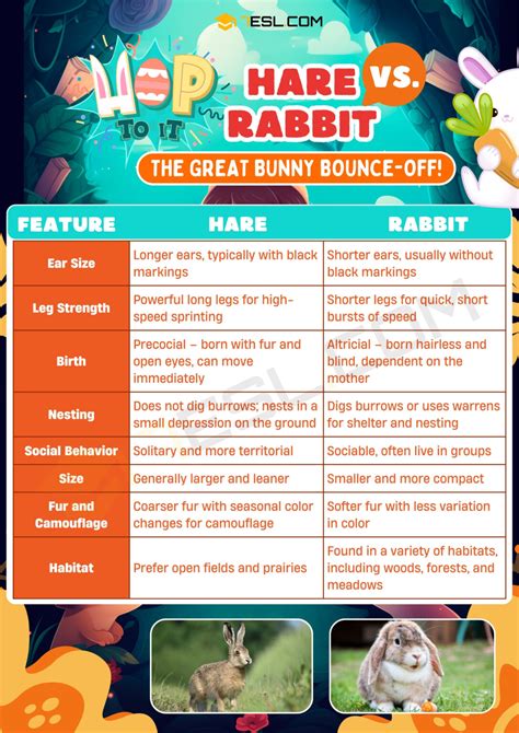 hare  rabbit key differences  rabbit  hare esl