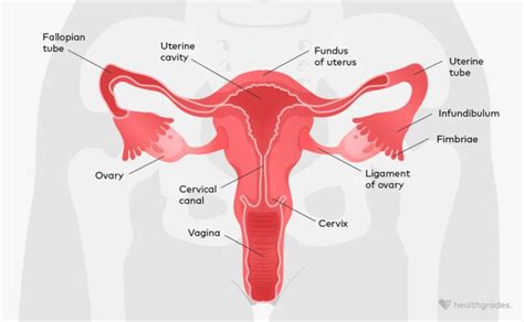 The Female Reproductive System How It Works And More