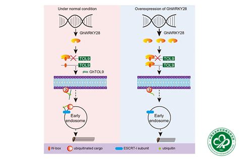 Regulatory Networks Of Coresident Subgenomes During Rapid Fiber Cell