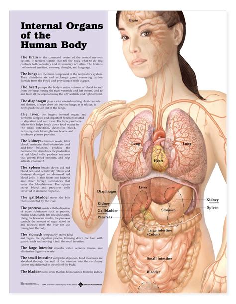 A Diagram Of The Female Body