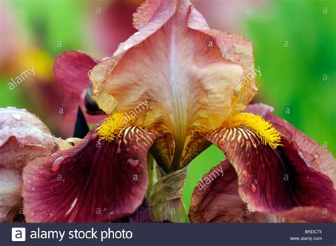 iris rosy wings Bearded Iris germanica German Iris Rhizomatous rust red-brown gold colour color ...