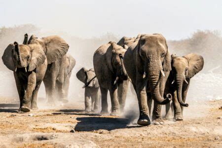 Vegetation Is Vanishing Along Elephant Migration Routes Earth