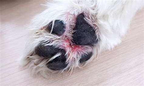 Dog Paw Problems: 9 Common Issues & Solutions (Vet Answer) | Hepper