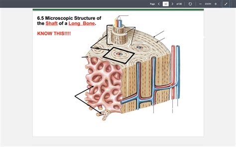 Microscopic structure of shaft of long bone (Exam 2) Diagram | Quizlet