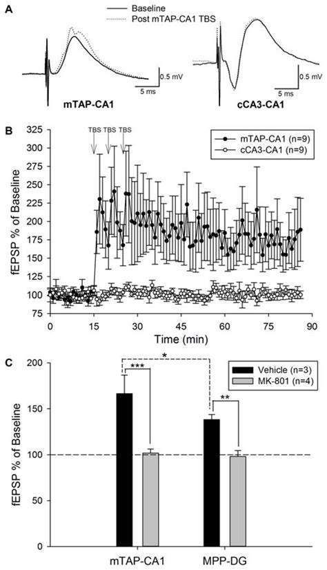 Theta Burst Stimulation Tbs Of The Medial Temporoammonic Path Induces